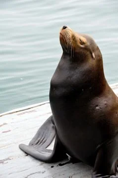 Posing sea lion Stock Photos