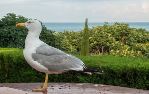 Posing Seagul Stock Photos