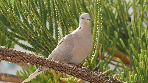 Posing Seagull in Corfu Stock Footage 103536183