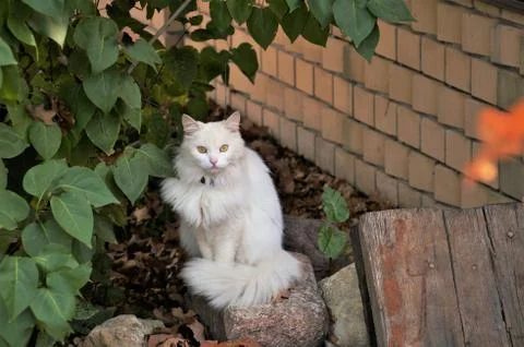 Posing for shooting Stock Photos