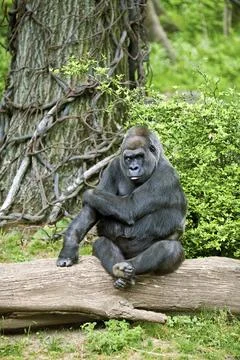 Posing silverback Stock Photos