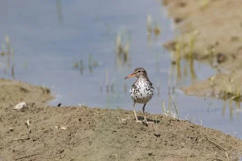 Posing spotted sandpiper standing in mud near water Stock Photos