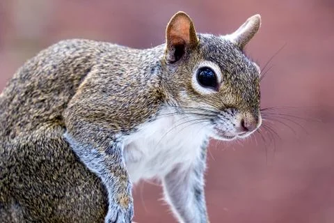 Posing Squirrel Stock Photos