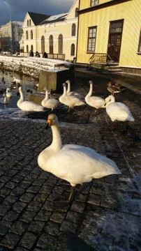 Posing Swans Stock Photos