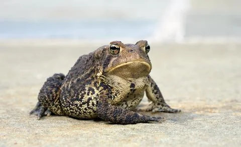 Posing Toad Stock Photos