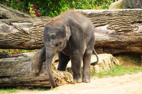 Posing young elephant with a large trunk Stock Photos
