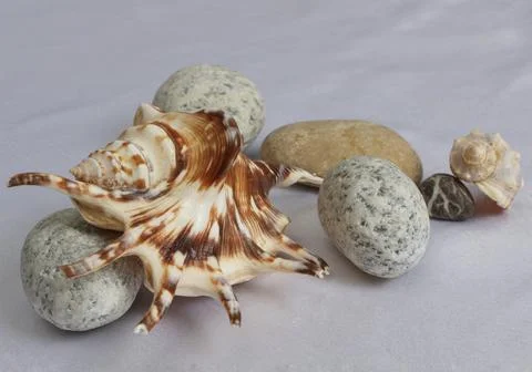 A position on a marine theme, shells and stones Stock Photos
