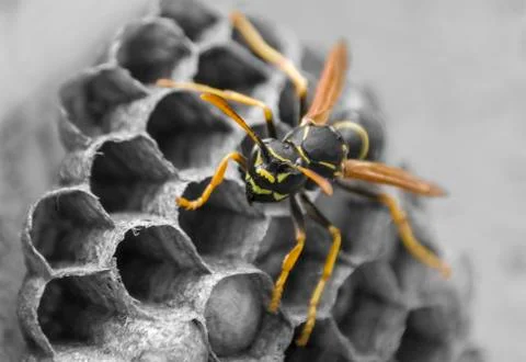 Position sits on the hive protects the cell Stock Photos