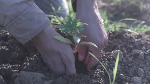 Positioning the Marijuana plant in the soil Stock Footage 315714405
