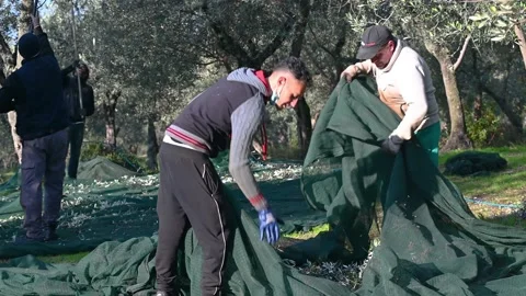 Positioning of sheets for olive harvesting Video stock 143910033