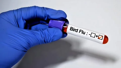 Positive bird flu test. Stock Footage 307313902