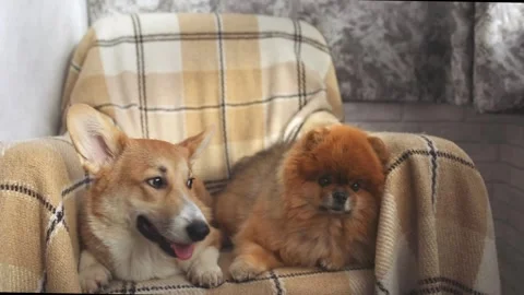 A positive Corgi dog and spitz sits on a chair Stock Footage 255035455