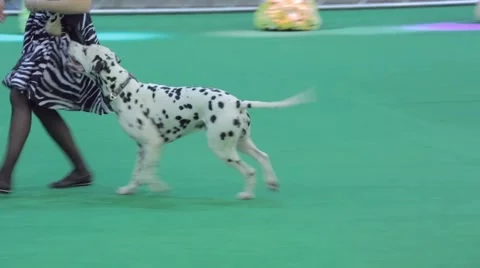 Positive dog performance Stock Footage 44724404