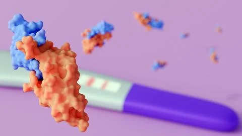 A positive home pregnancy test indicate the detection of hCG Stock Illustration