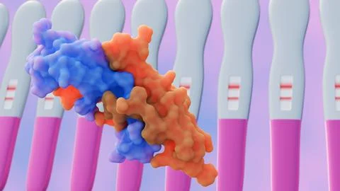 A positive home pregnancy test indicate the detection of hCG Stock Illustration