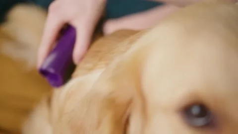 Positive man combing and stroking his golden retriever dog at home, happy Stock Footage 153089737