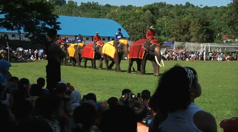 Poso Elephants 1 Stock Footage 24708940