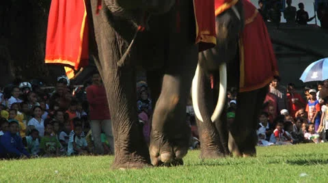 Poso Elephants 11 Stock Footage 24709398