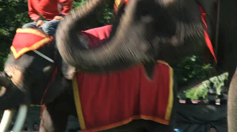 Poso Elephants 12 Stock Footage 24709413