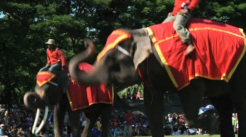 Poso Elephants 13 Stock Footage 24709442