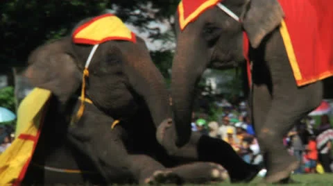 Poso Elephants 16 Stock Footage 24709514