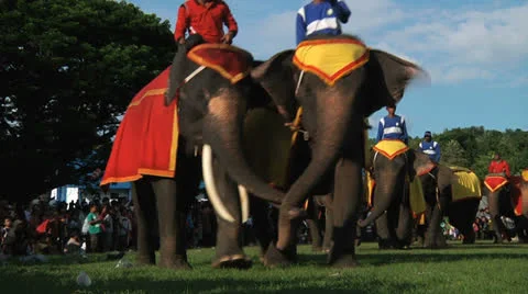Poso Elephants 17 Stock Footage 24709633