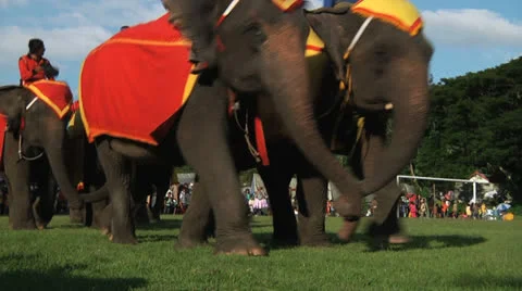 Poso Elephants 18 Stock Footage 24709721