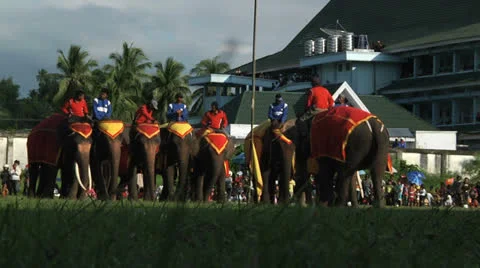 Poso Elephants 19 Stock Footage 24709794