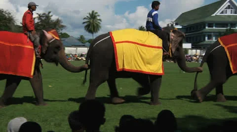 Poso Elephants 2 Stock Footage 24708929