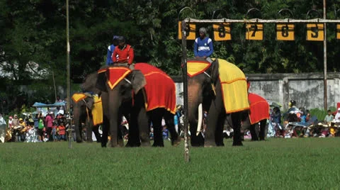 Poso Elephants 3 Stock Footage 24709055