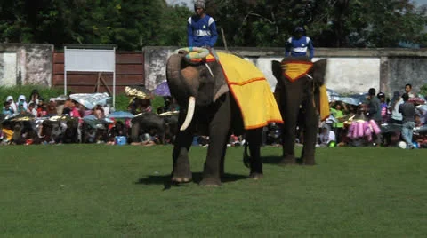 Poso Elephants 4 Stock Footage 24709095