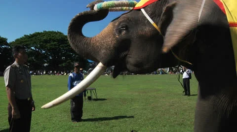 Poso Elephants 5 Stock Footage 24709189