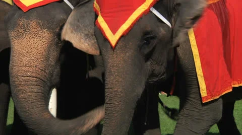 Poso Elephants 6 Stock Footage 24709177