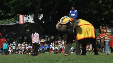 Poso Elephants 7 Stock Footage 24709281