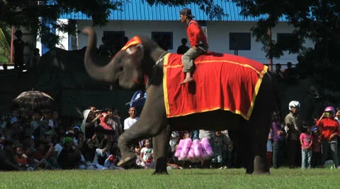 Poso Elephants 9 Stock Footage 24709382