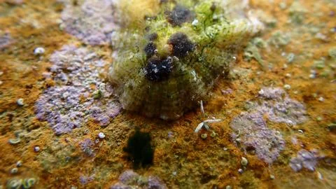 Possibly red algae (Champia parvula cf.) undersea, Ligurian Sea Stock Photos