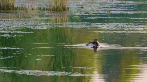 Possibly a Water Bird on the Ros River, Ukraine Stock Footage 326382514