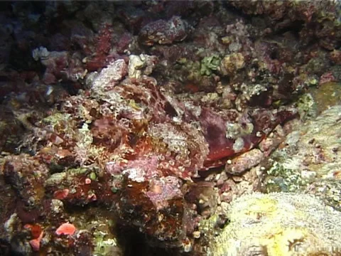 Poss's scorpionfish, Scorpaenopsis possi, UP14342 Stock Footage