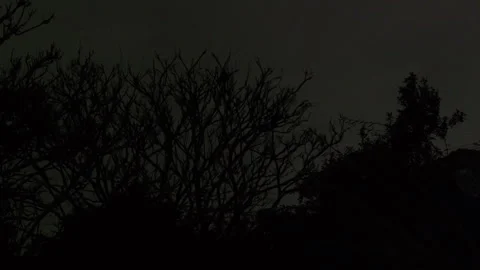 Possum climbing tree with Lightning 스톡 동영상 249705525