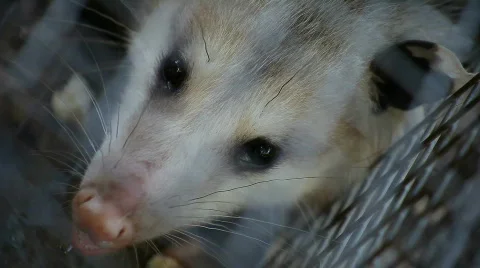 Possum close up Stock Footage 863184
