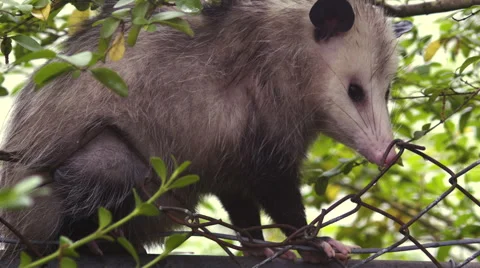 Possum Close-up Video stock 49564845