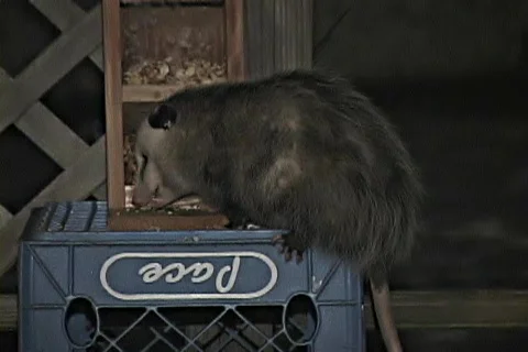 Possum 動画素材 304217