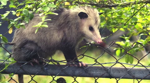 Possum Medium Close-up Video stock 49554948