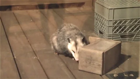 Possum Raiding The Squirrel Feeder For Peanuts Stock Footage 107955177