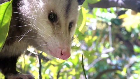 Possum Sitting in Orange Tree. Close Up to Face Stock Footage 166360908