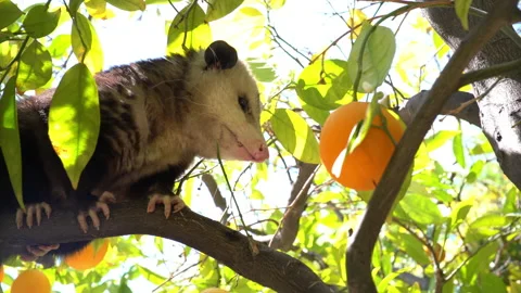 Possum Sitting in Orange Tree. Slider Shot Right to Left. Wind Blows Stock Footage 166360825