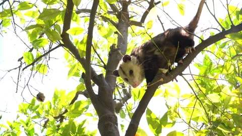 Possum Sitting in Orange Tree. Slider Shot Left to Right Stock Footage 166361222