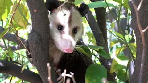 Possum Sitting in Orange Tree. Wind Blows. Lens Flares Stock Footage 166360629