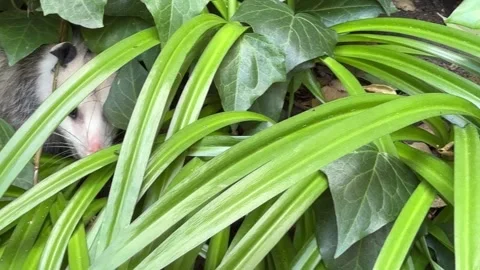 Possum tries to hide in garden Stock Footage 308593347