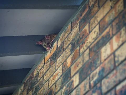 Possums Stock Photos